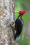 Pale-billed Woodpecker